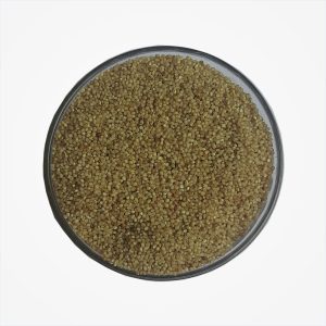 Litter Millet (Saamai)