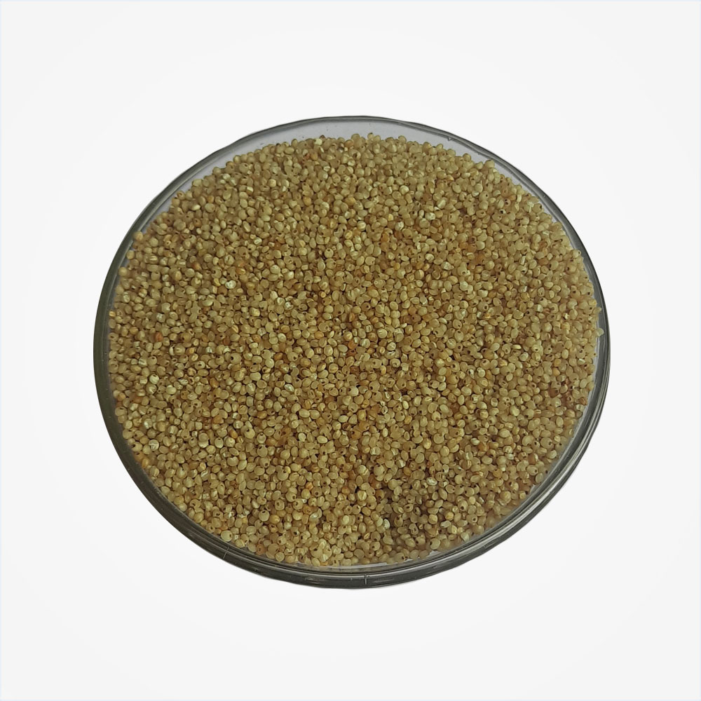 Barnyard-Millet-2